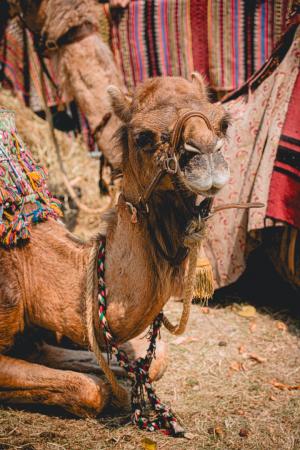 Al Andalus 25 C Armutan Niko Magnus.jpg